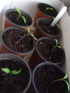 Cuore di bue / Ochsenherz