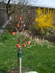 Roter Ellerstädter im Frühling 2013