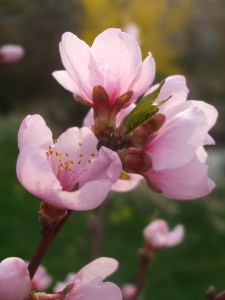 Pfirsichblüte
