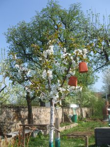 Schneiders späte Knorpelkirsche