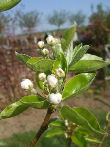 Williams Christ Birne