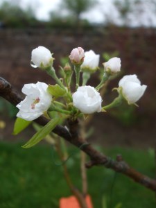 Williams Christ Birne