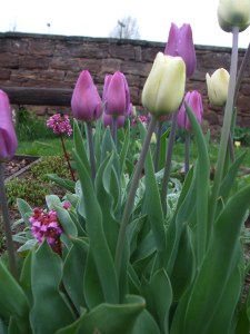 Tulpen