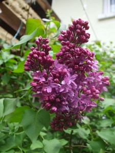 Flieder