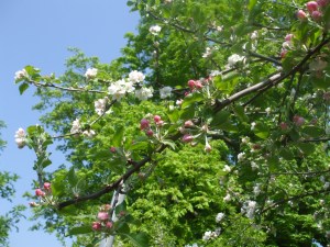 Apfelbaum mit zwei Sorten