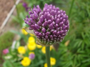 Allium 