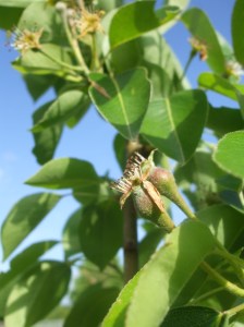 Williams Christ Birne