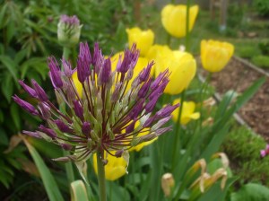 Allium