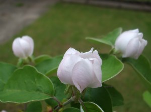 Konstantinopeler Apfelquitte