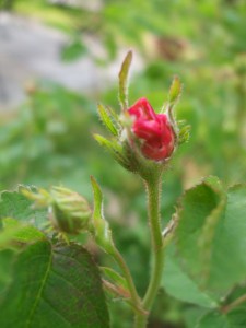 Rosa centifolia