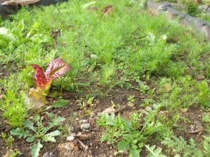 Dill, Rucola und diverse Begleiter