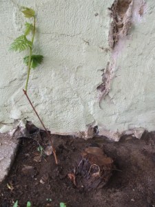 Alte Rebe mit neuem Leben