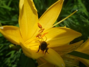 Biene in der Taglilie