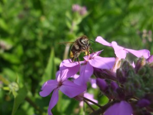 Biene bei der Nachtviole