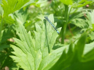 Libelle beim Rittersporn