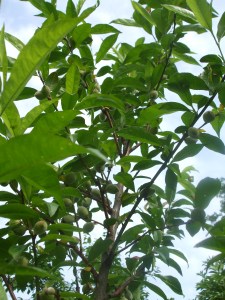 Roter Eibelstädter Pfirsich