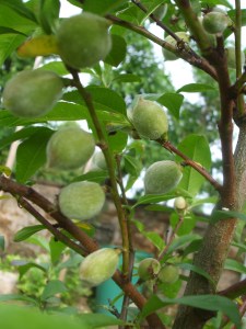 Roter Eibelstädter Pfirsich