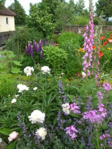 Lupine, Fingerhut und Pfingstrose