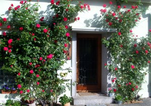 Kletterrose, Polyantharose
