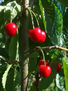 Schneiders späte Knorpelkirsche
