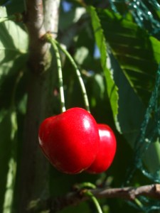 Schneiders späte Knorpelkirsche