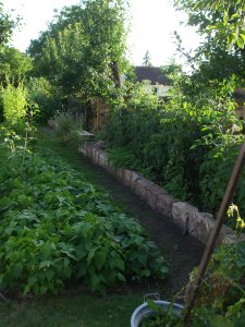 Außer den Tomaten im Hof haben wir auch im Garten noch Tomaten leicht erhöht an die Sandsteinmauer gepflanzt. Petersilie oder Basilikum zu Füssen passt den Tomaten gut!