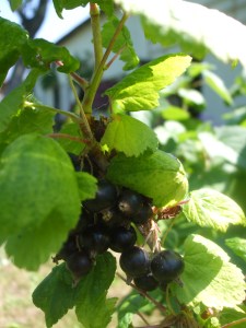 Schwarze Johannisbeeren