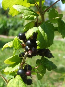 Schwarze Johannisbeeren