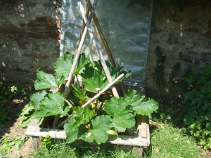 Die kletternde Zucchini "Black forest" haben wir in den Frühbeetkasten gepflanzt. Dort bekommt sie noch ausreichend Nährstoffe für einen guten Ertrag!