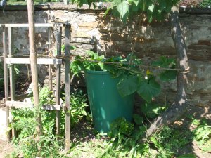 Ein altes undichtes Regenfass dient noch als Pflanzkübel für die Bauerngurken.