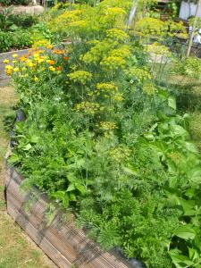 Möhren, Dill, Bohnen und Neuseeländer Spinat