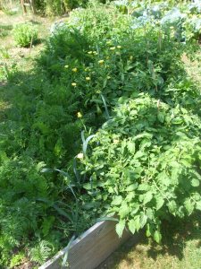 Muskatkürbis, Buschtomaten, Möhren, Lauch, Petersilie