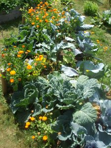 Rotkohl, Wirsing, Brokkoli, Tomaten, Muskatkürbis
