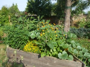 Hochbeet mit Hokkaidokürbis