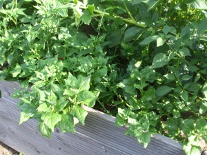 Neuseeländer Spinat