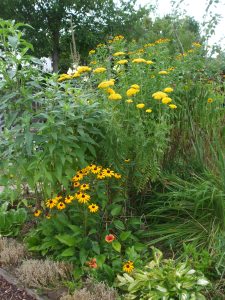 Sonnenhut, Gold-Garbe