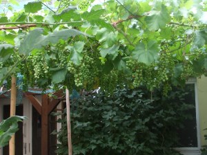 Alte Rebe in der Weinlaube