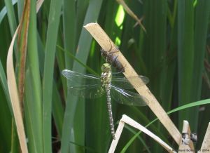 aus der Puppe schlüpft die Libelle und entfaltet ihre Flügel