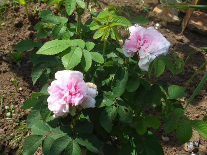 Aimable Amie Rosa gallica