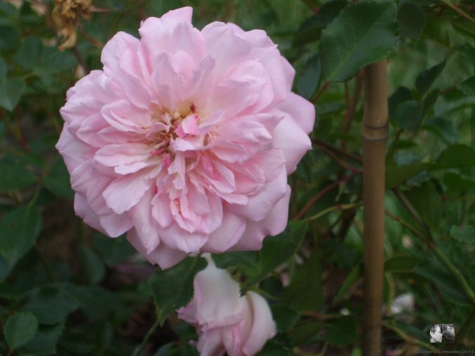 Francois Juranville Rosa wichuraiana