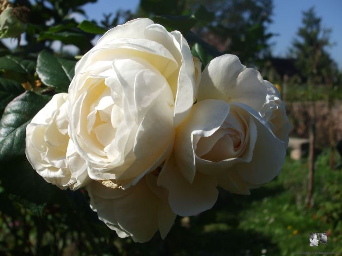 Uetersener Klosterrose