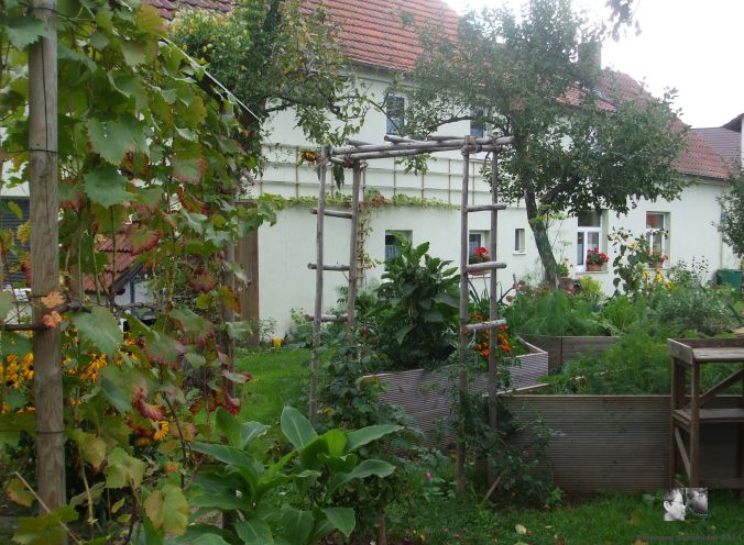 May Queen R. wichuriana Hybr.