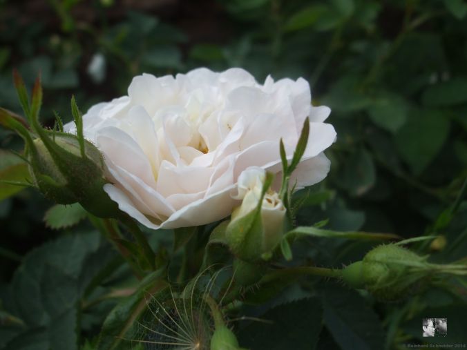 Rosa alba 'Suaveolens'