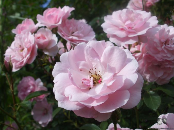 Bonica 82 Floribunda-Rose