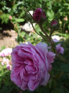 Rosa centifolia 'Major' - die hundertblättrige Rose