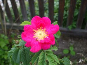 Gallica officinalis 'Splendens'