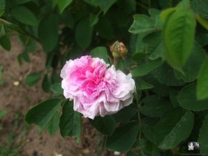 Aimable Amie - Rosa gallica