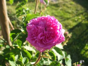 Gussenstädter Desiree - Fundrose