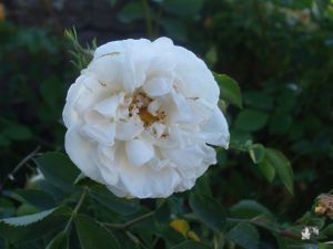 Rosa alba 'Suaveolens'