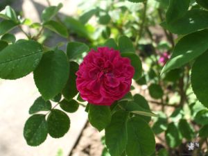 Rose de Resht - Portlandrose
